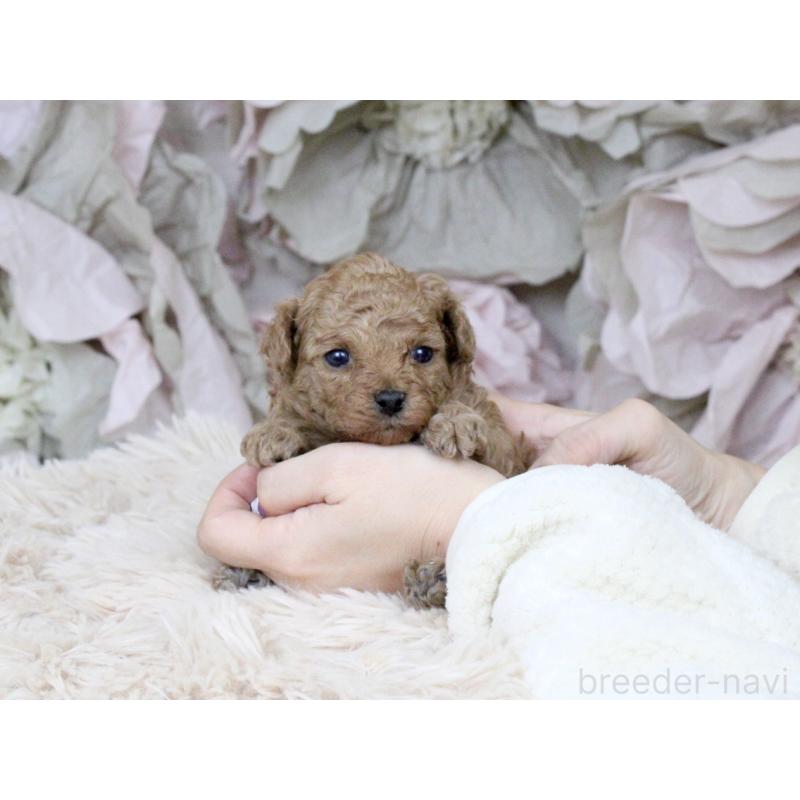 販売中の大阪府のタイニープードル-424566の7枚目