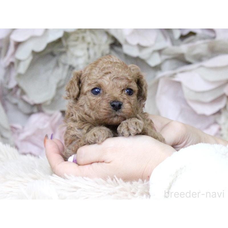 販売中の大阪府のタイニープードル-424566の6枚目