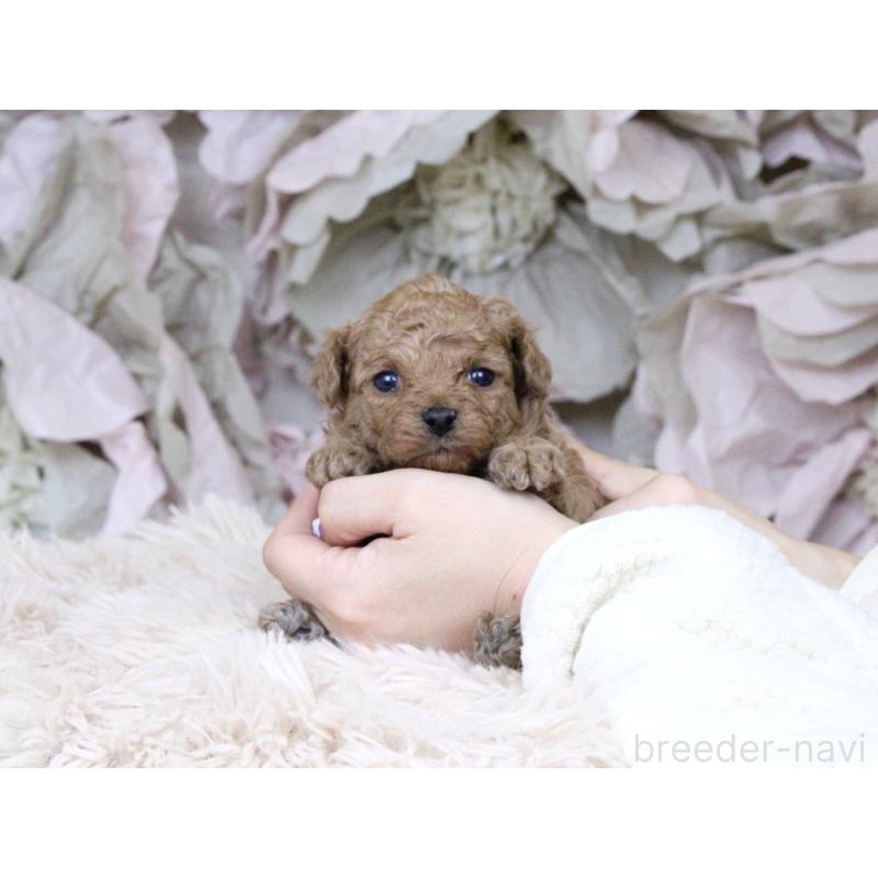 販売中の大阪府のタイニープードル-424566の5枚目