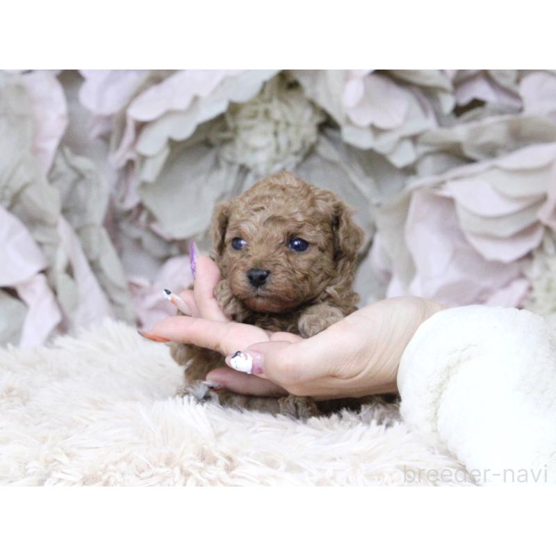 販売中の大阪府のタイニープードル-424566の4枚目