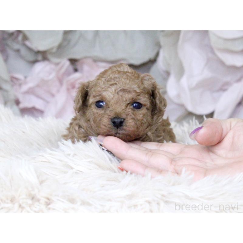 販売中の大阪府のタイニープードル-424566の3枚目