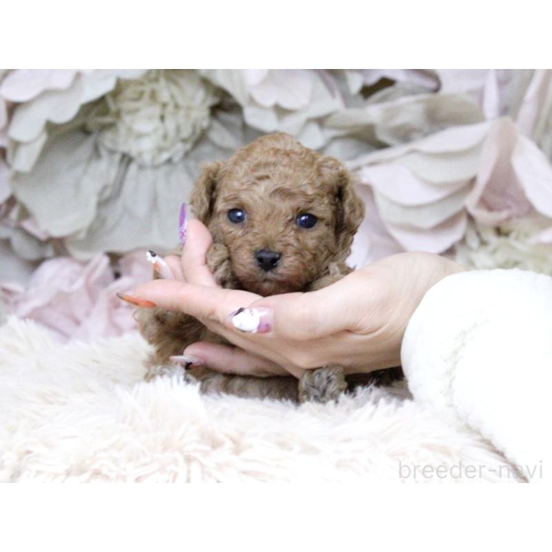 販売中の大阪府のタイニープードル-424566の2枚目