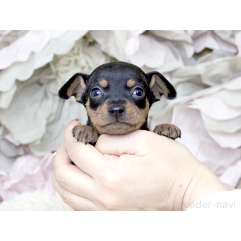 販売中の大阪府のミニチュアピンシャー(ミニピン)-424567の8枚目