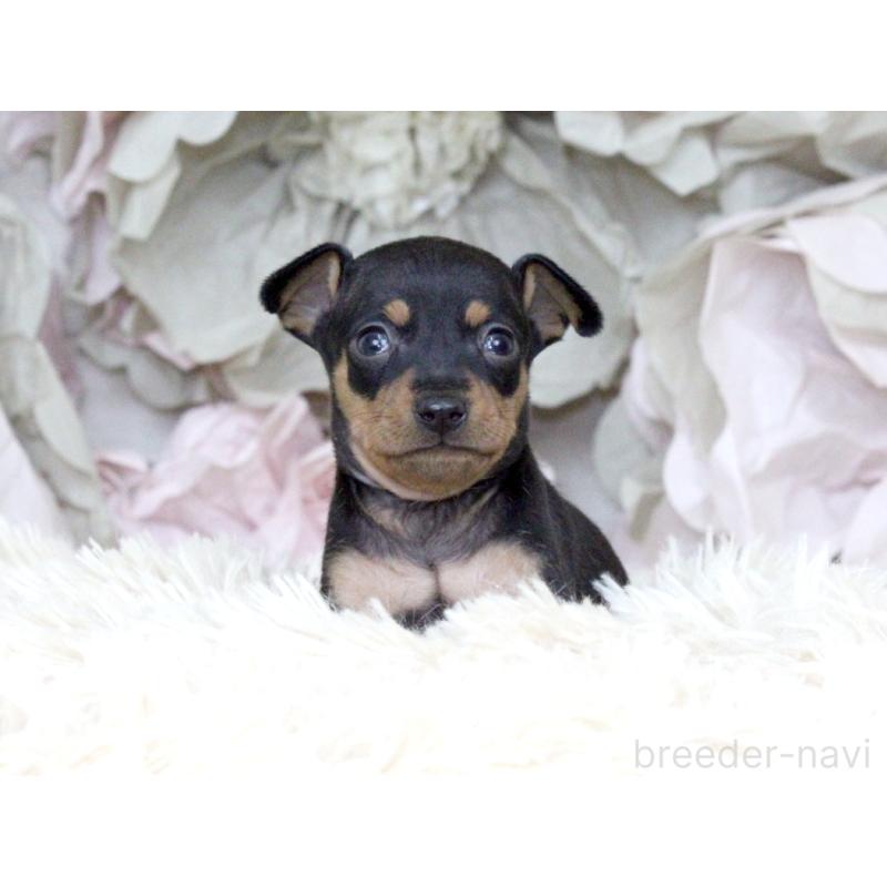 販売中の大阪府のミニチュアピンシャー(ミニピン)-424567の7枚目