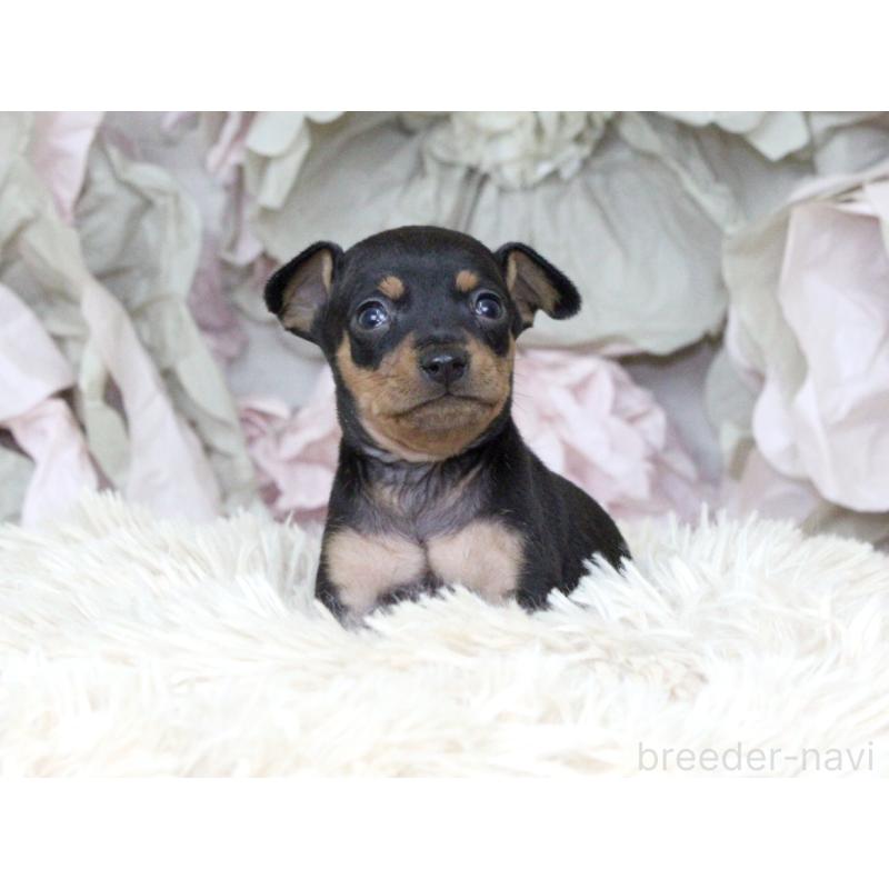 販売中の大阪府のミニチュアピンシャー(ミニピン)-424567の6枚目