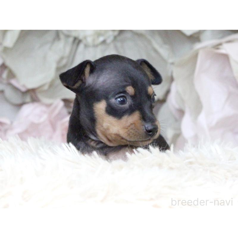 販売中の大阪府のミニチュアピンシャー(ミニピン)-424567の5枚目