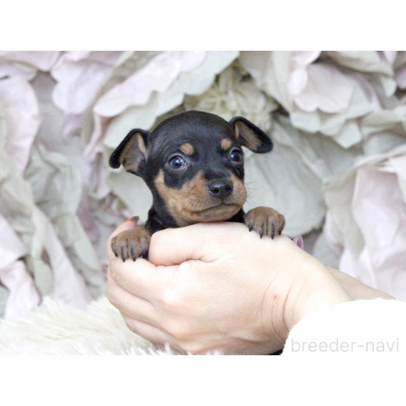 販売中の大阪府のミニチュアピンシャー(ミニピン)-424567の4枚目