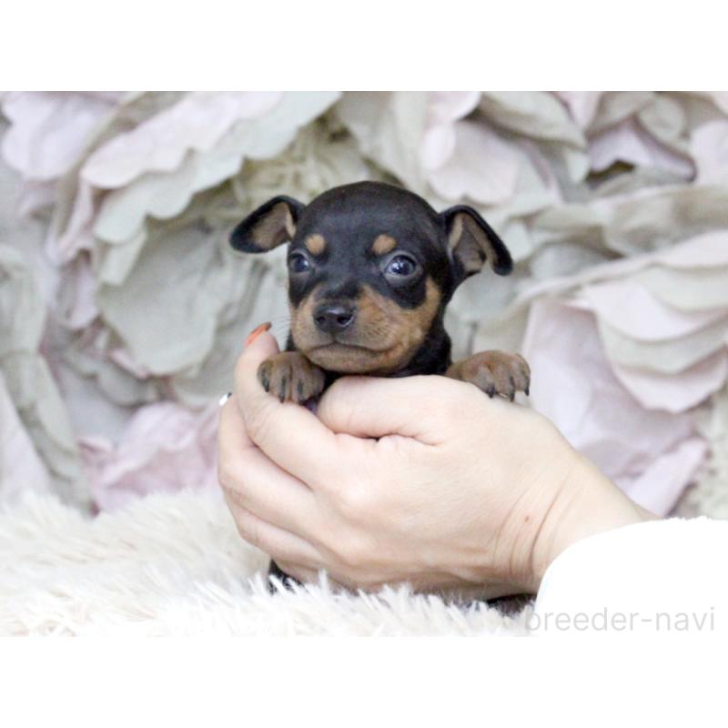 販売中の大阪府のミニチュアピンシャー(ミニピン)-424567の3枚目