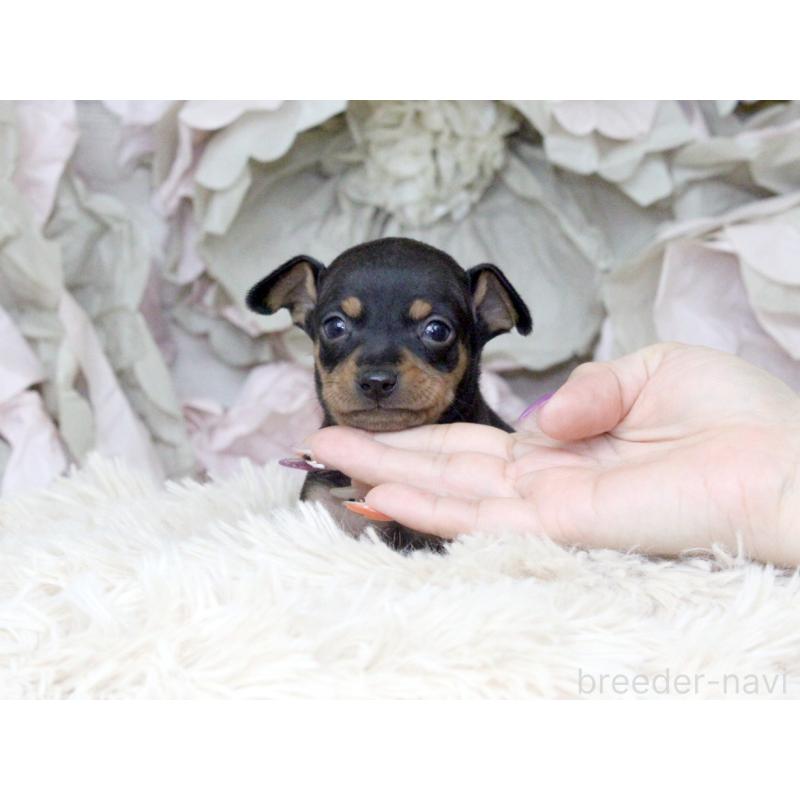 販売中の大阪府のミニチュアピンシャー(ミニピン)-424567の2枚目