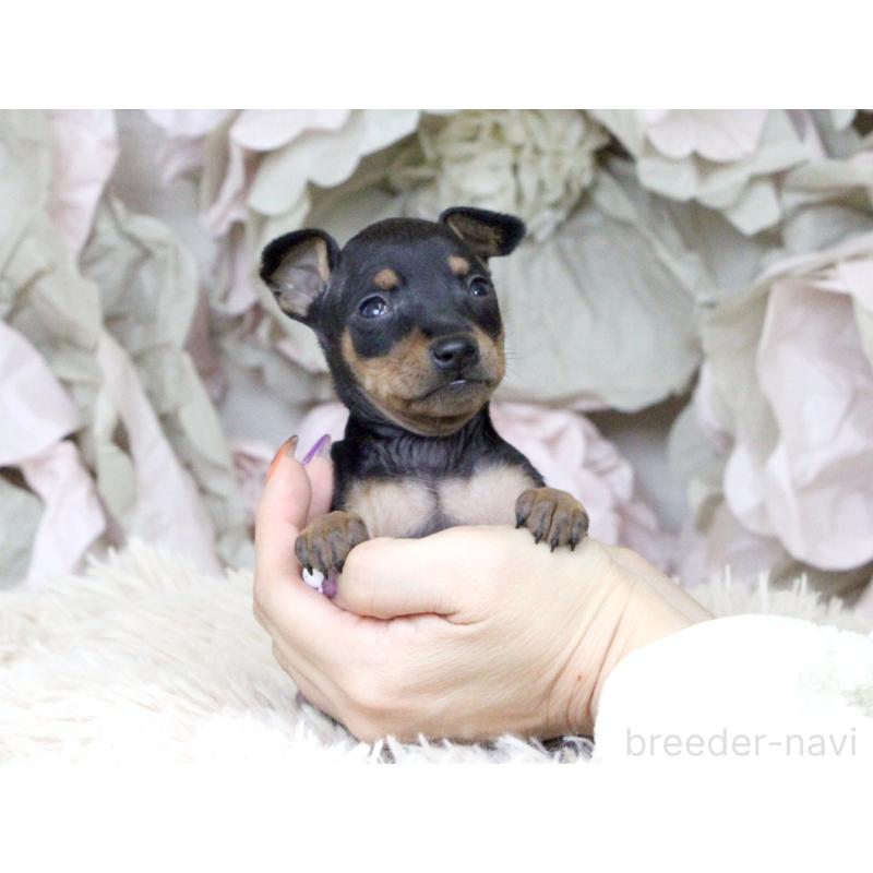 販売中の大阪府のミニチュアピンシャー(ミニピン)-424568の8枚目