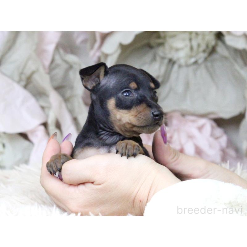 販売中の大阪府のミニチュアピンシャー(ミニピン)-424568の7枚目