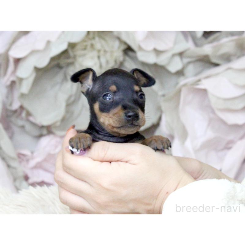 販売中の大阪府のミニチュアピンシャー(ミニピン)-424568の6枚目