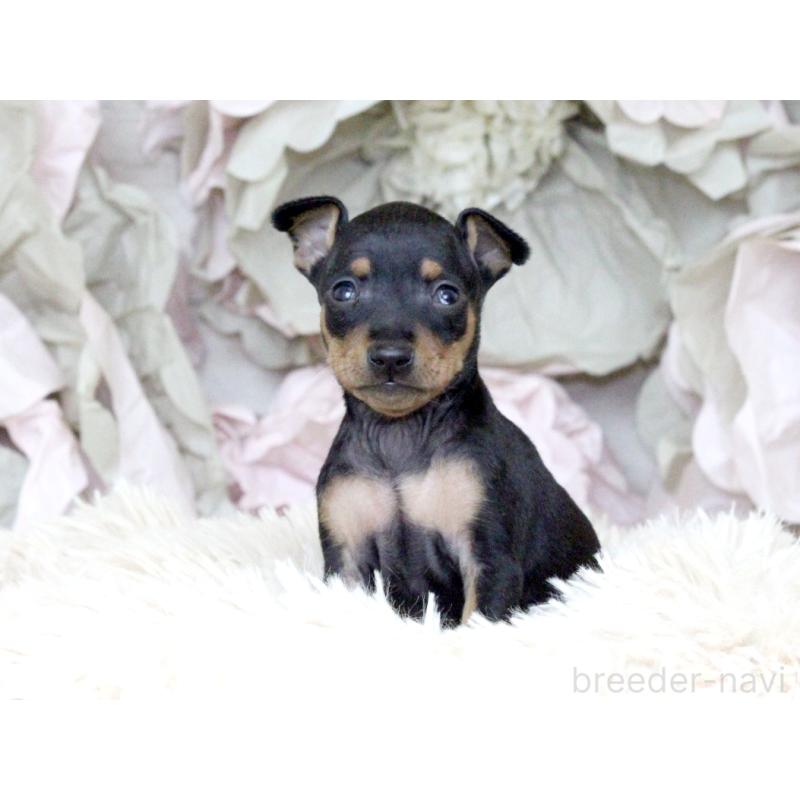 販売中の大阪府のミニチュアピンシャー(ミニピン)-424568の5枚目