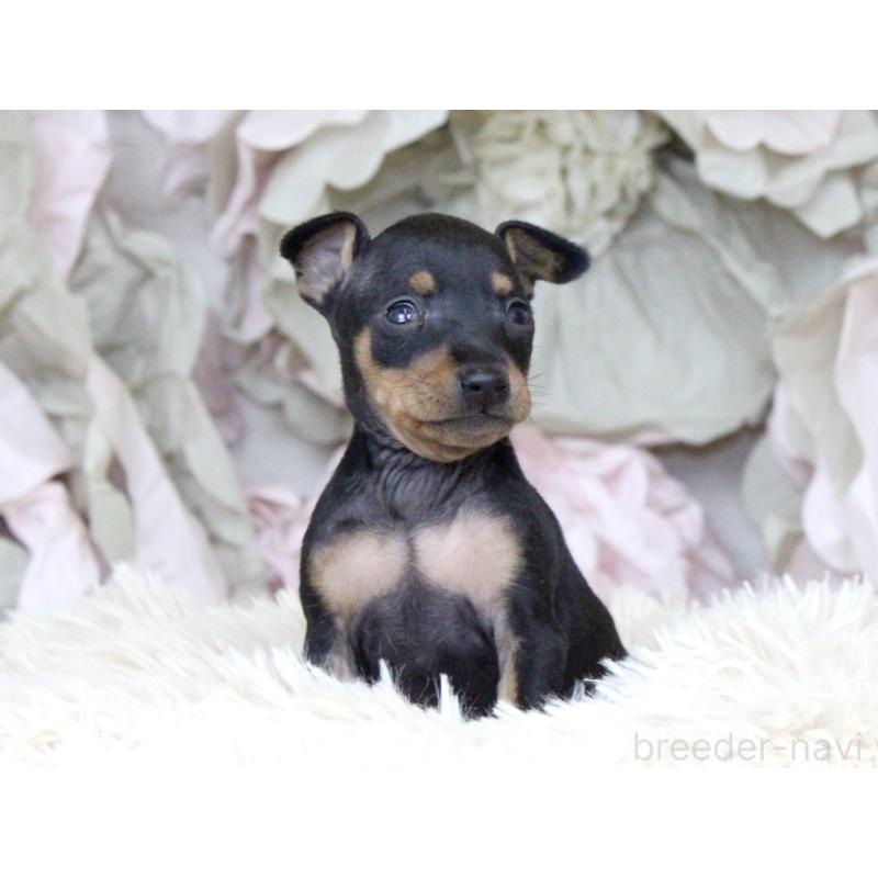 販売中の大阪府のミニチュアピンシャー(ミニピン)-424568の4枚目