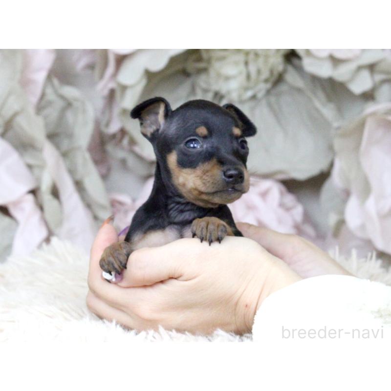 販売中の大阪府のミニチュアピンシャー(ミニピン)-424568の3枚目