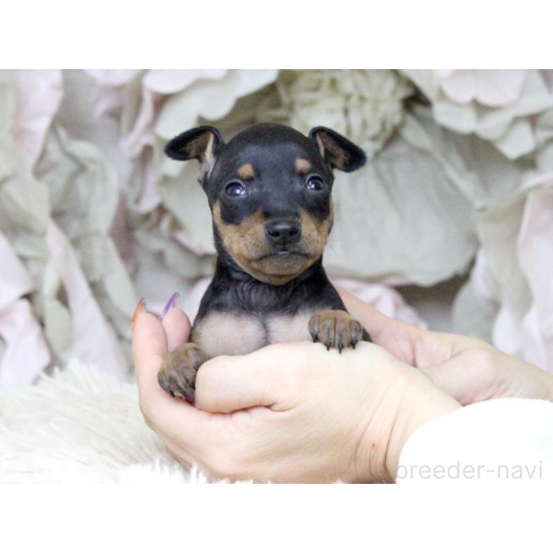 販売中の大阪府のミニチュアピンシャー(ミニピン)-424568の2枚目