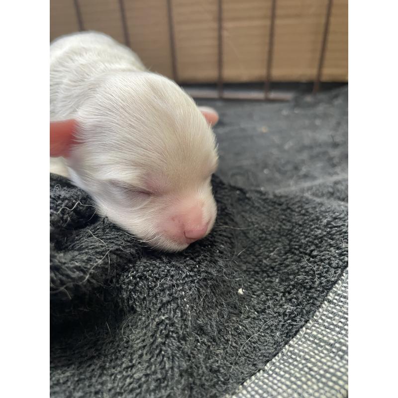 販売中の栃木県のミックス犬-424367の8枚目