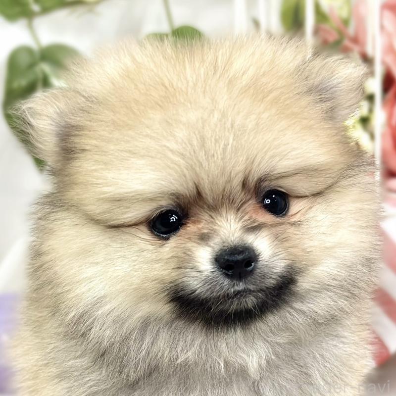 販売中の滋賀県のポメラニアン-423330