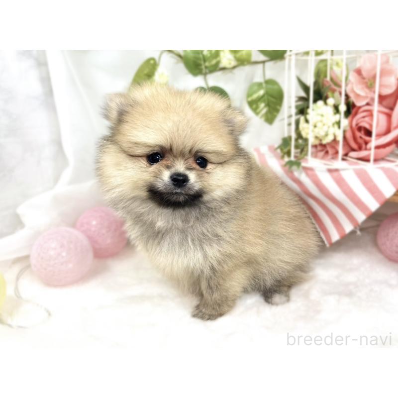 成約済の滋賀県のポメラニアン-423330の3枚目