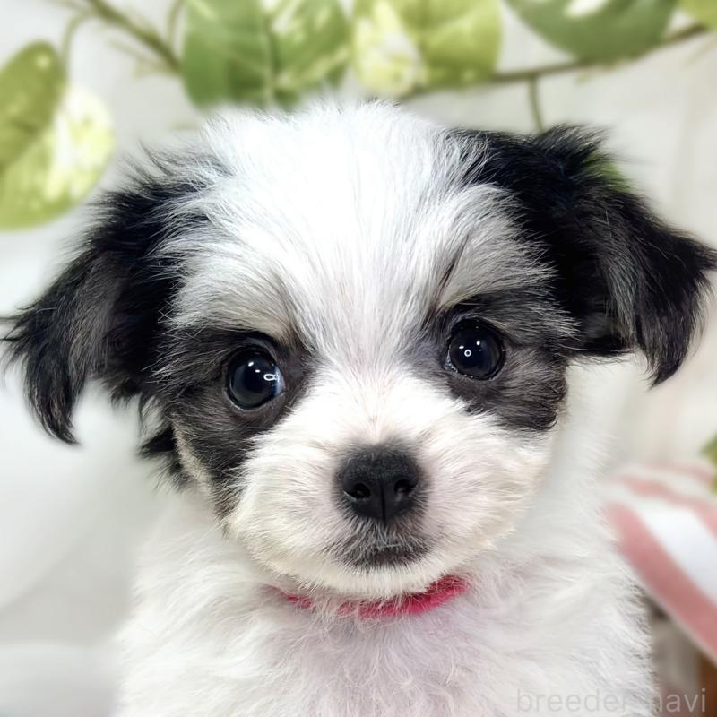 販売中の滋賀県のチワマル:チワワ×マルチーズ-423332