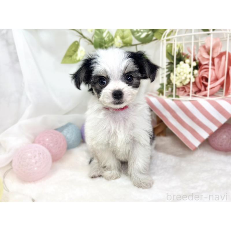 成約済の滋賀県のチワマル:チワワ×マルチーズ-423332の4枚目