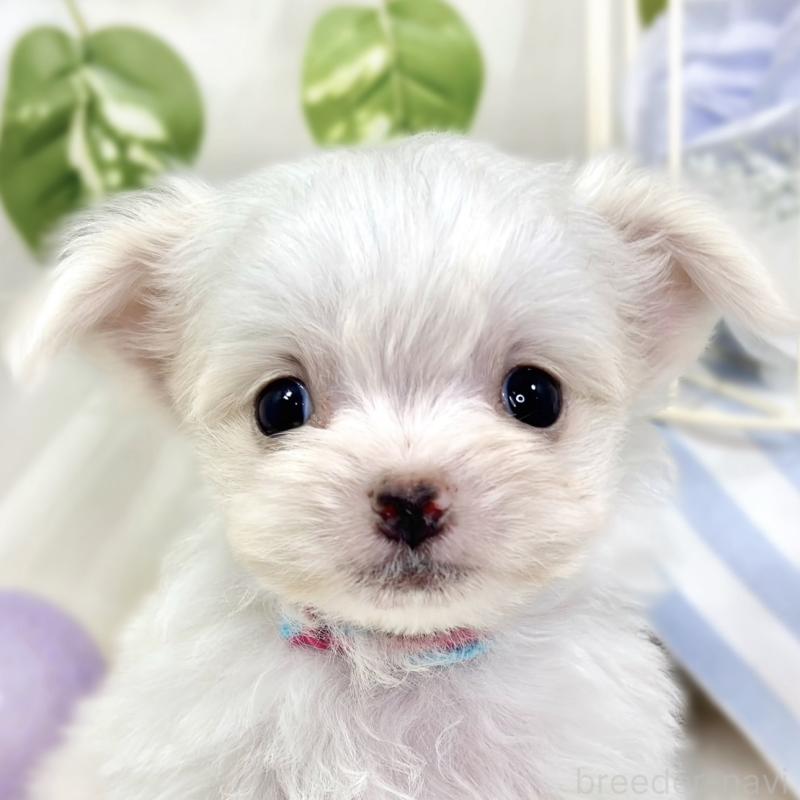 販売中の滋賀県のチワマル:チワワ×マルチーズ-423333