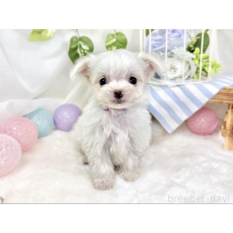 成約済の滋賀県のチワマル:チワワ×マルチーズ-423333の4枚目