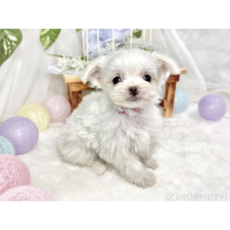 成約済の滋賀県のチワマル:チワワ×マルチーズ-423333の3枚目