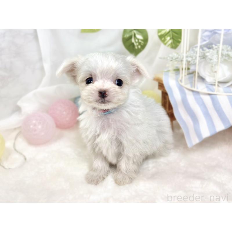 成約済の滋賀県のチワマル:チワワ×マルチーズ-423333の2枚目