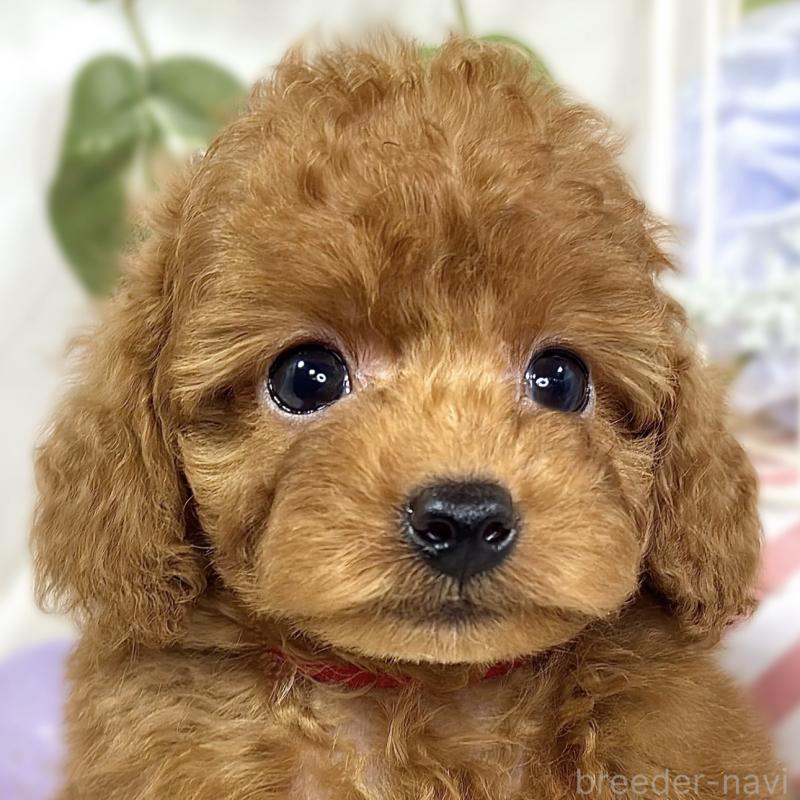 販売中の滋賀県のトイプードル-423336