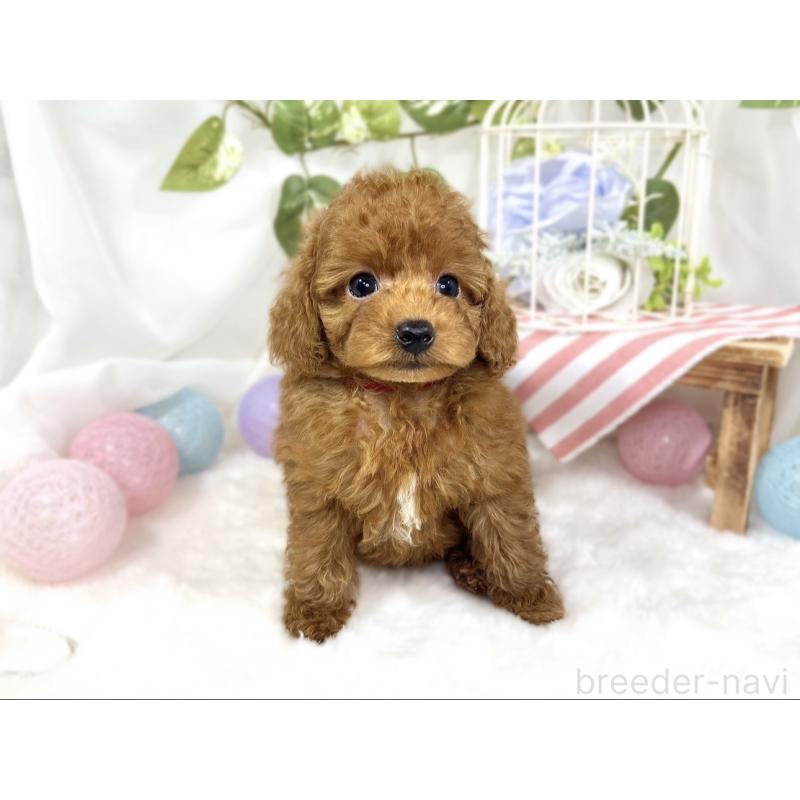 成約済の滋賀県のトイプードル-423336の4枚目