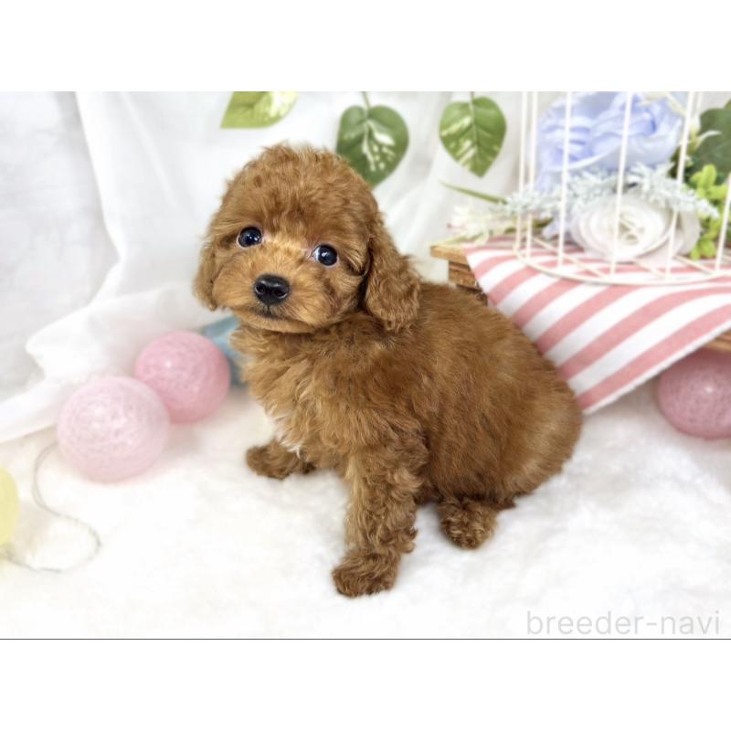 成約済の滋賀県のトイプードル-423336の3枚目