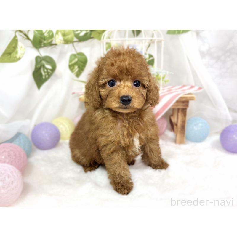 成約済の滋賀県のトイプードル-423336の2枚目