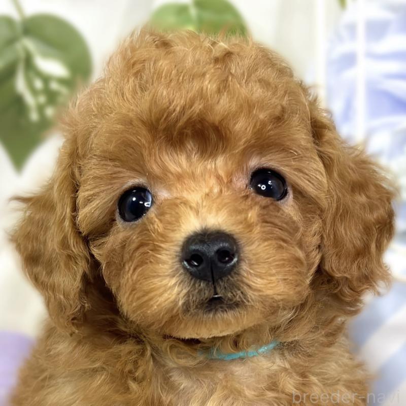 販売中の滋賀県のトイプードル-423337