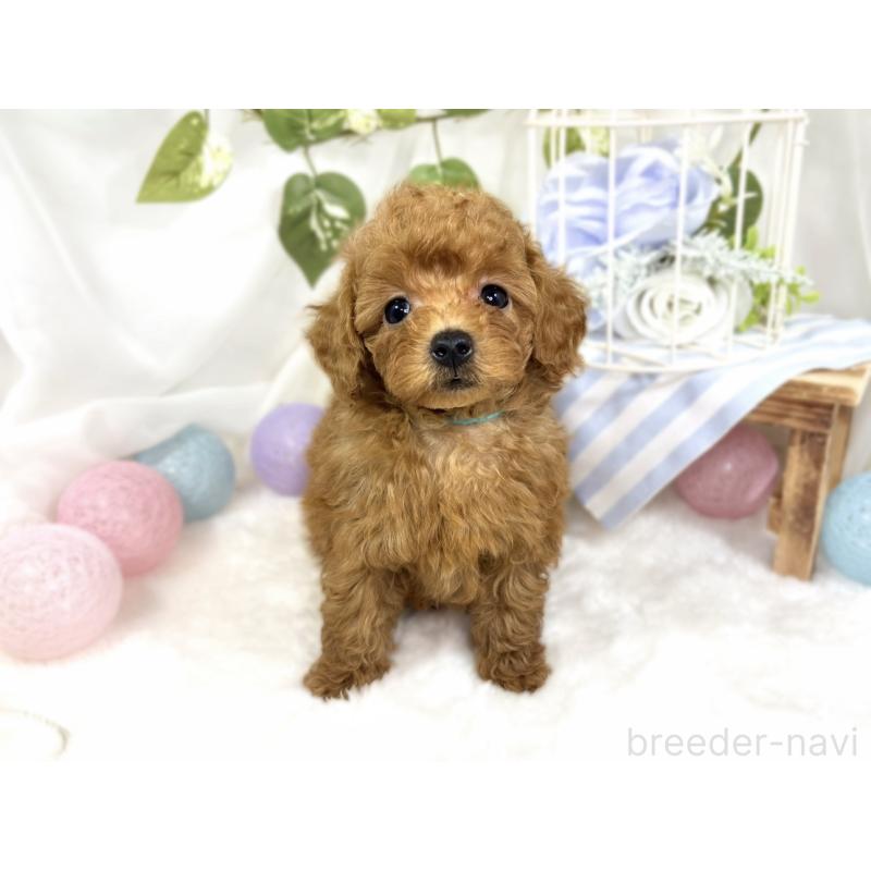 成約済の滋賀県のトイプードル-423337の4枚目