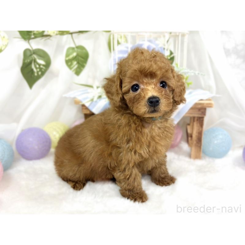 成約済の滋賀県のトイプードル-423337の3枚目