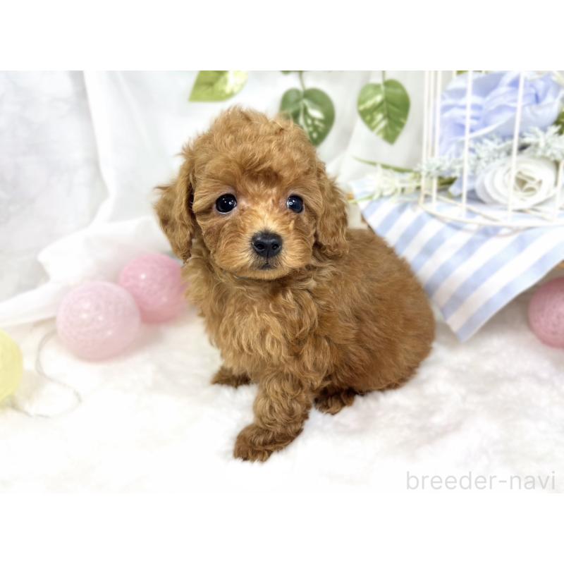 成約済の滋賀県のトイプードル-423337の2枚目