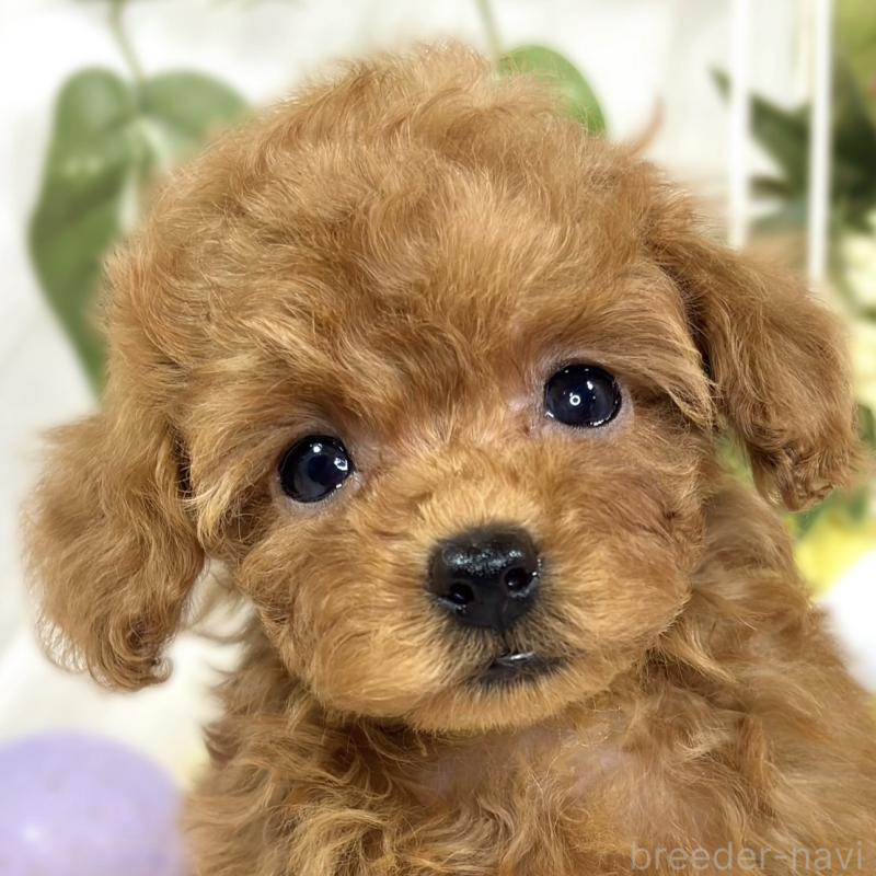 販売中の滋賀県のトイプードル-423338