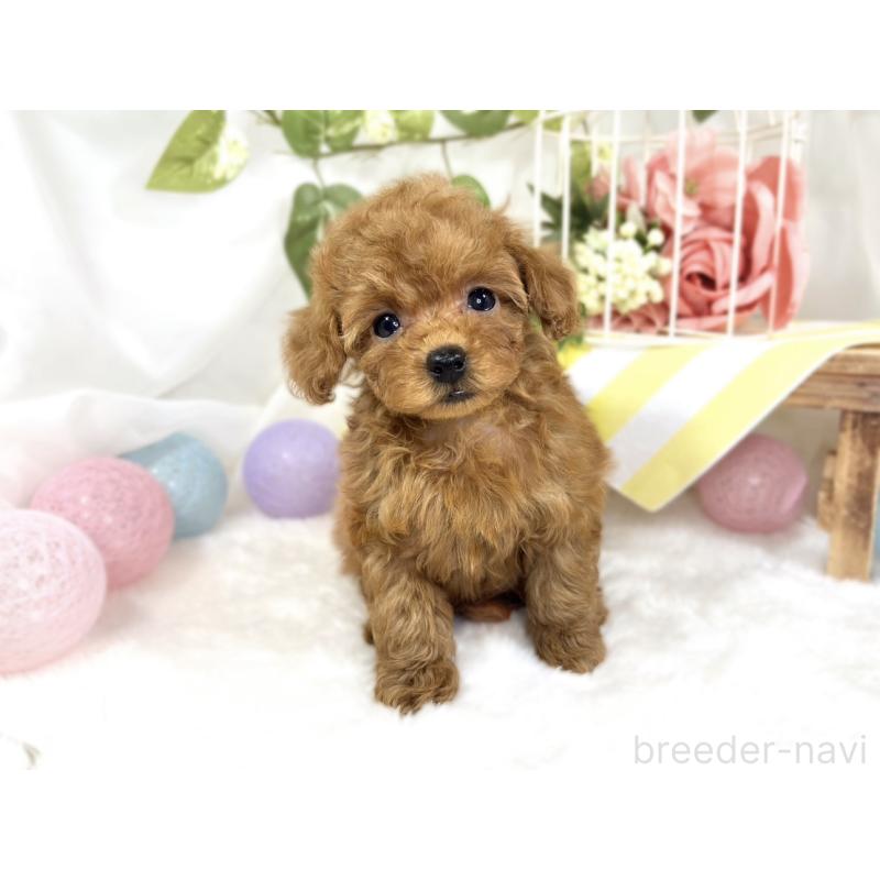 成約済の滋賀県のトイプードル-423338の4枚目