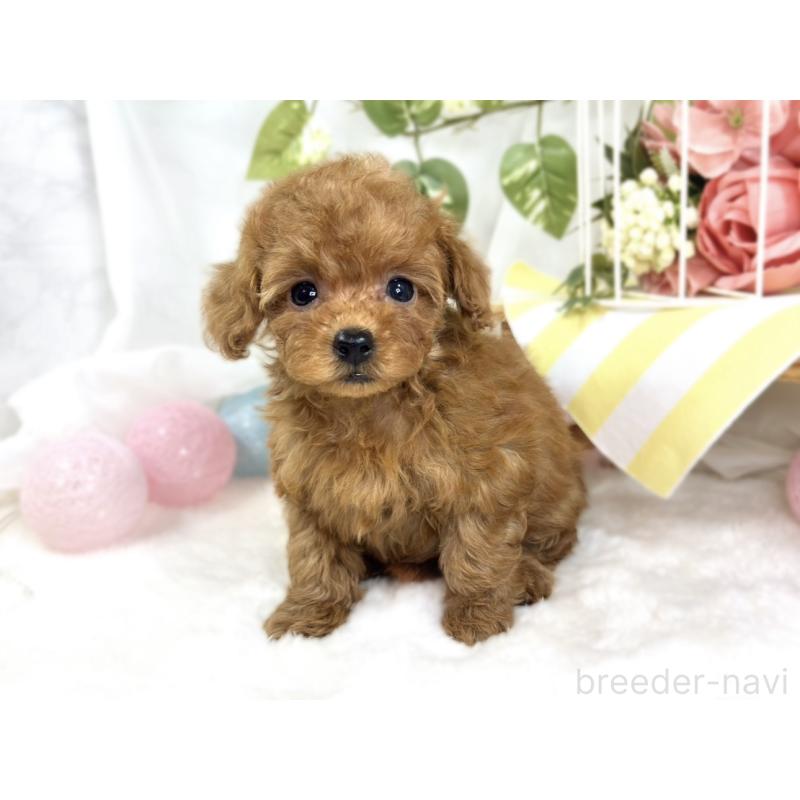 成約済の滋賀県のトイプードル-423338の3枚目