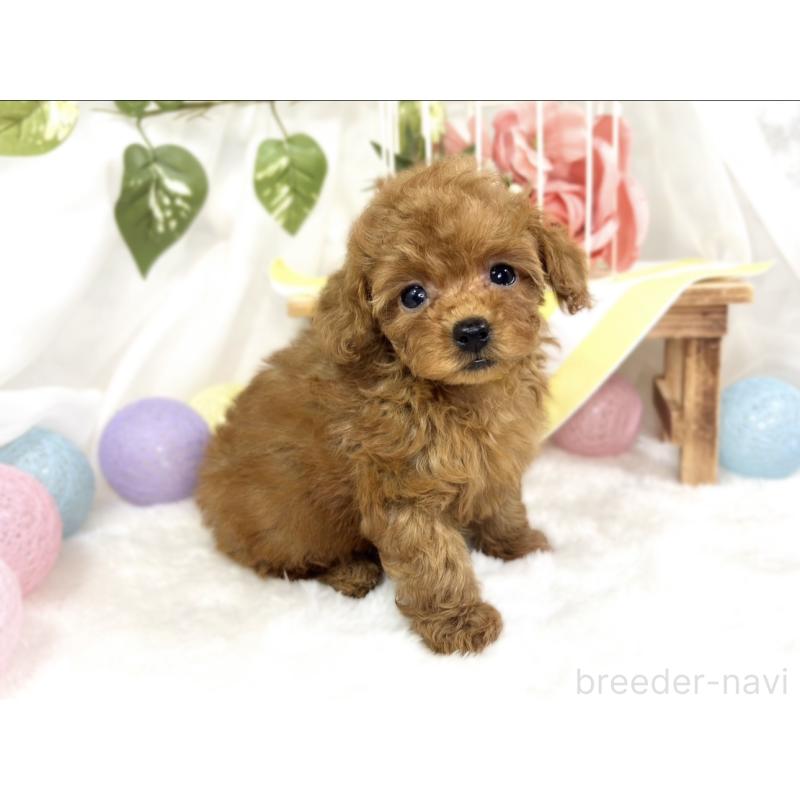 成約済の滋賀県のトイプードル-423338の2枚目