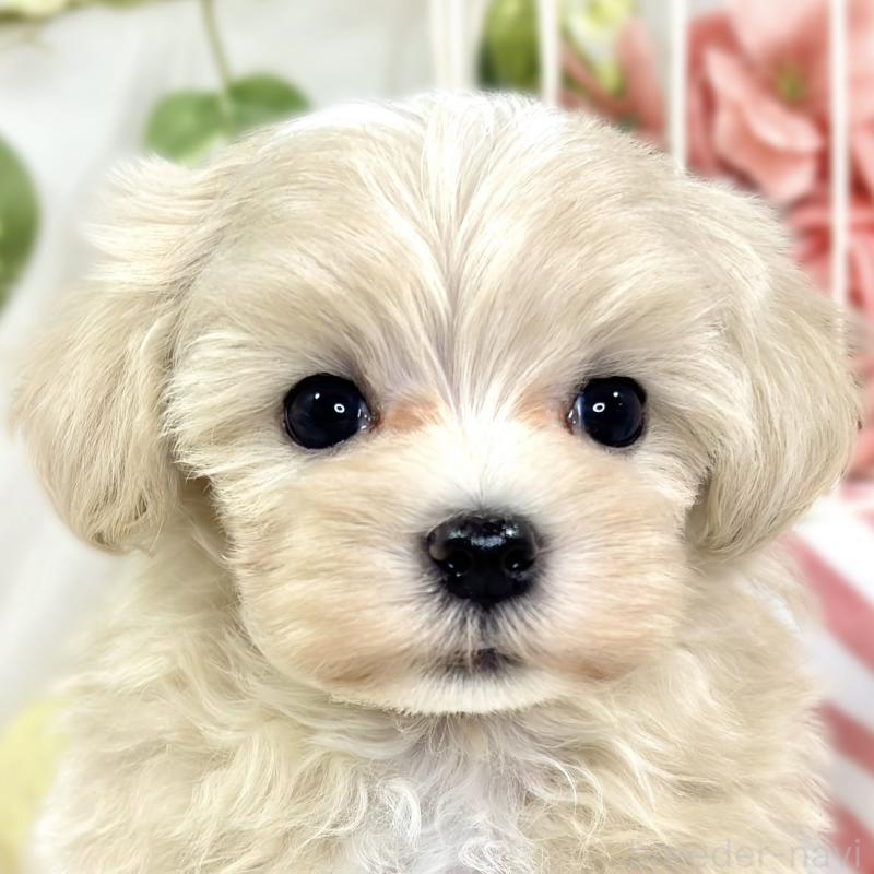 販売中の滋賀県のマルプー:マルチーズ×トイプードル-423345