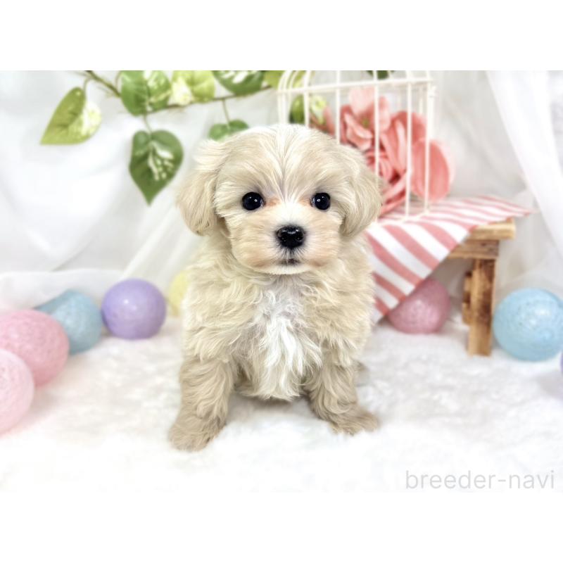 成約済の滋賀県のマルプー:マルチーズ×トイプードル-423345の4枚目