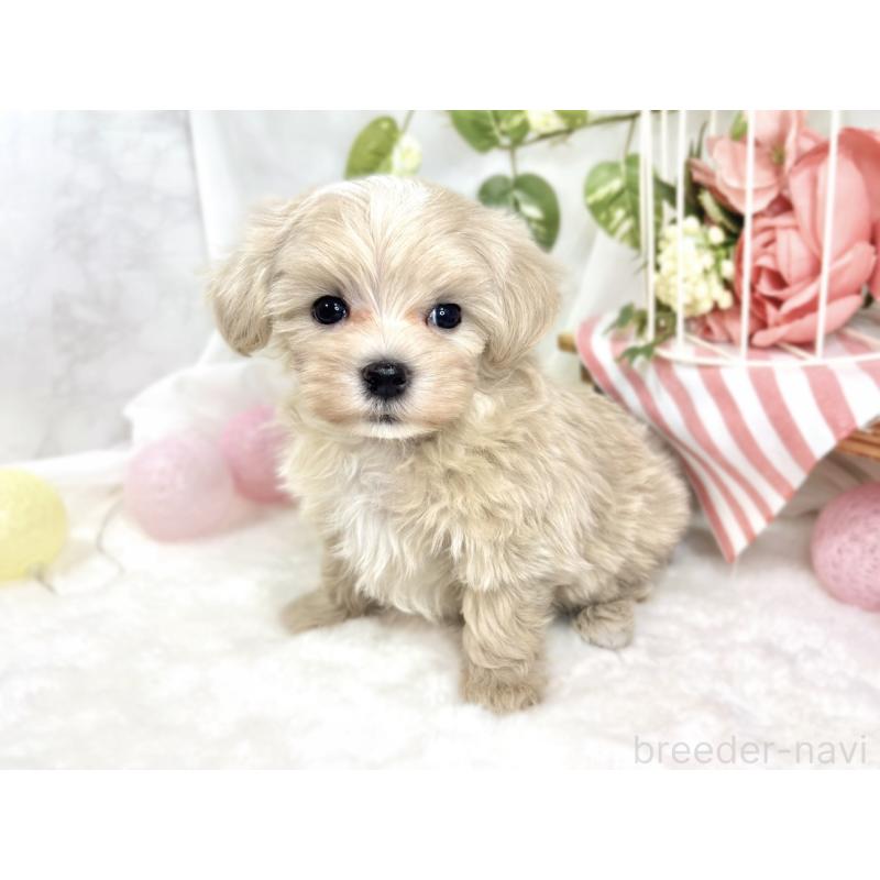 成約済の滋賀県のマルプー:マルチーズ×トイプードル-423345の3枚目