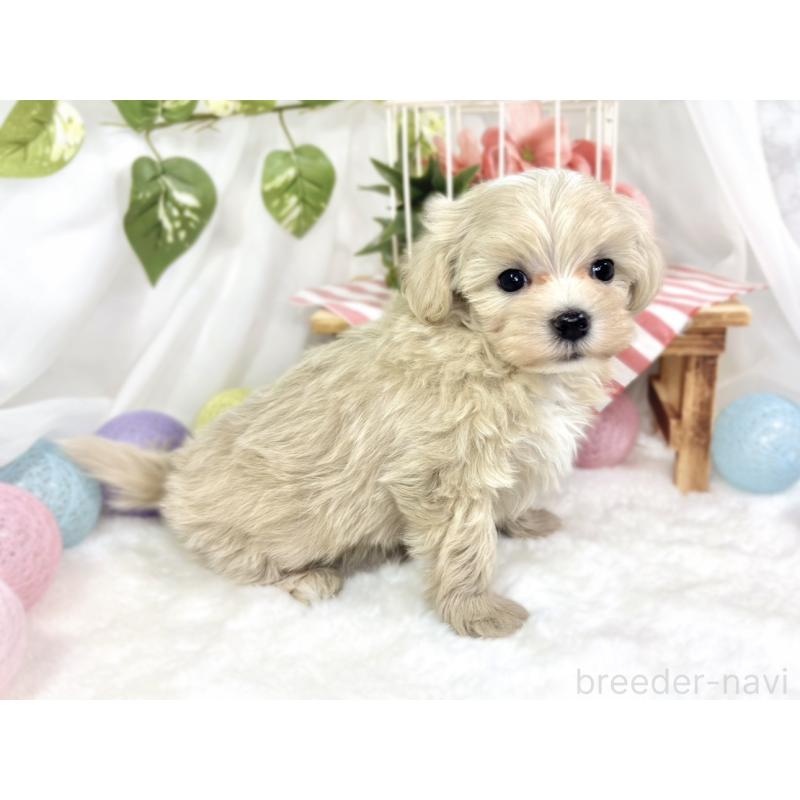 成約済の滋賀県のマルプー:マルチーズ×トイプードル-423345の2枚目