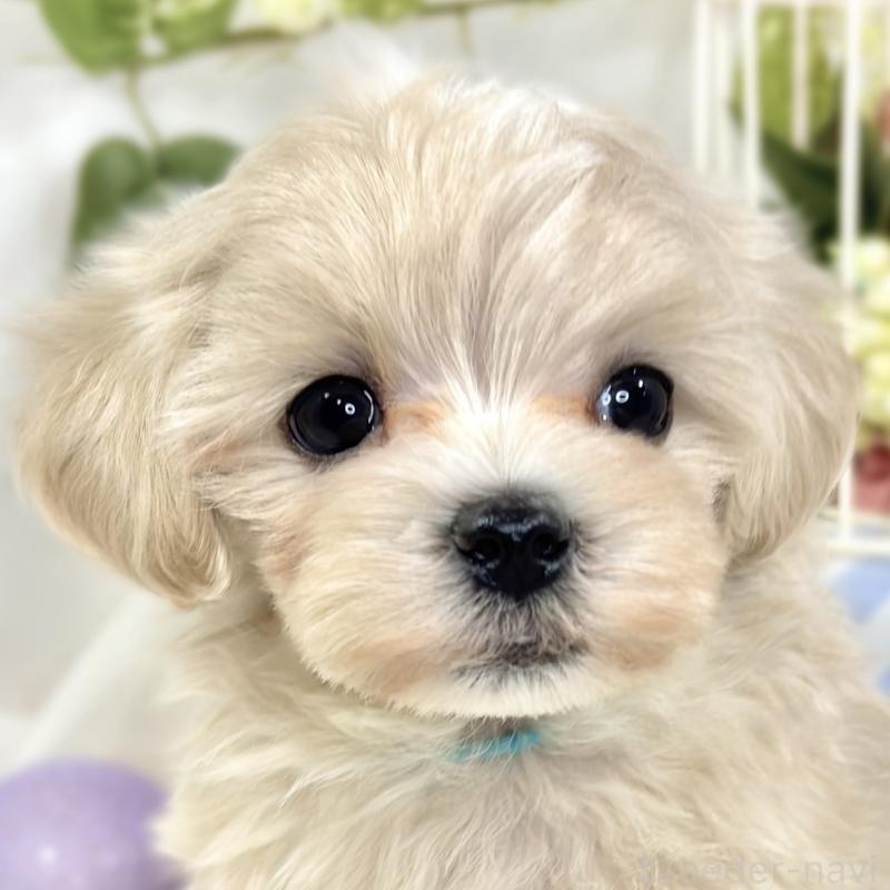 販売中の滋賀県のマルプー:マルチーズ×トイプードル-423346