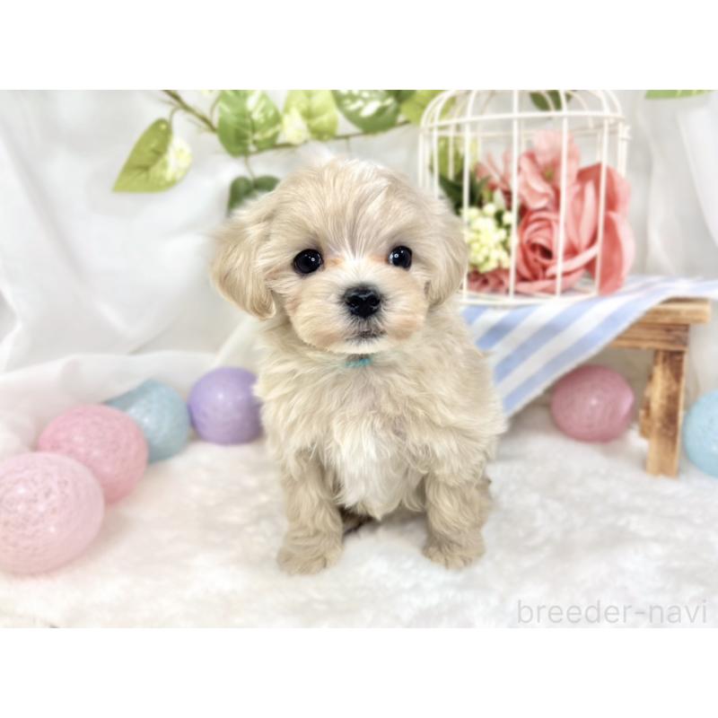 成約済の滋賀県のマルプー:マルチーズ×トイプードル-423346の4枚目