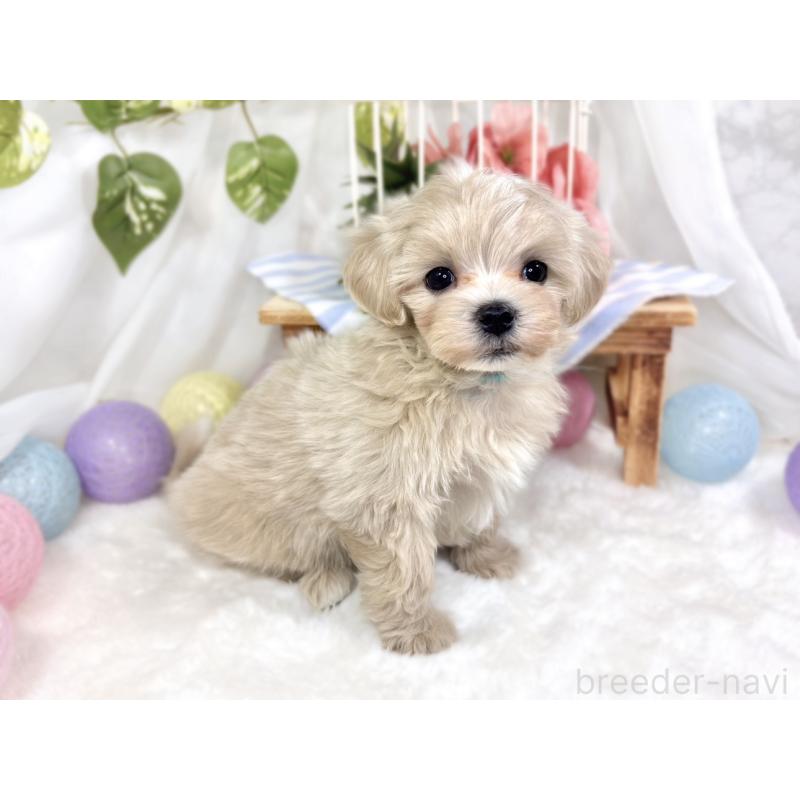 成約済の滋賀県のマルプー:マルチーズ×トイプードル-423346の2枚目