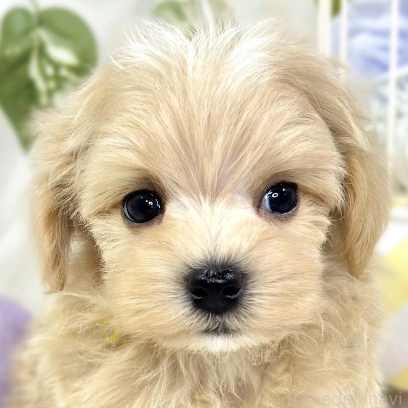 販売中の滋賀県のマルプー:マルチーズ×トイプードル-423347