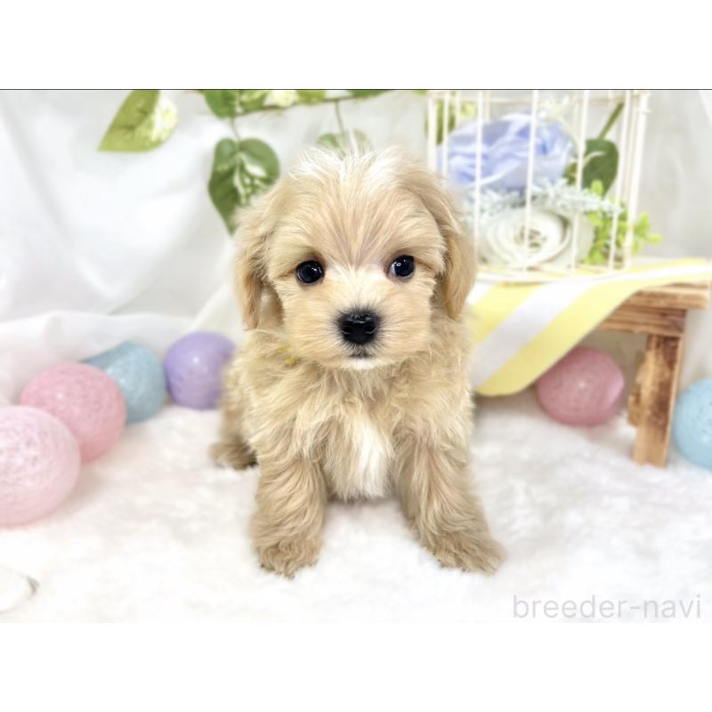 成約済の滋賀県のマルプー:マルチーズ×トイプードル-423347の4枚目